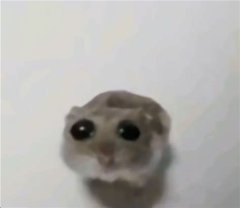 crying hamster meme|sad hamster meme picture.